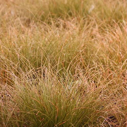 Grass, Carex testacea