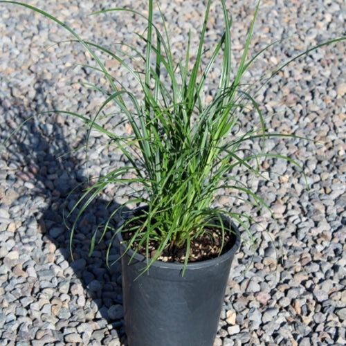 Grass, Carex obnupta