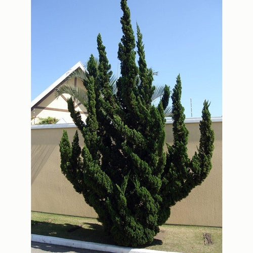 Juniperus chin. 'Torulosa'