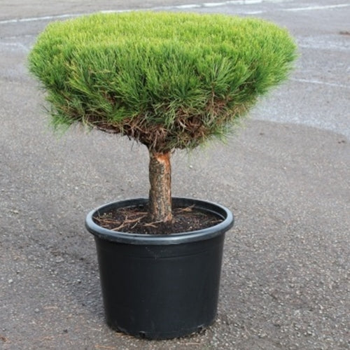Pinus d. 'Tanyosho Compacta'