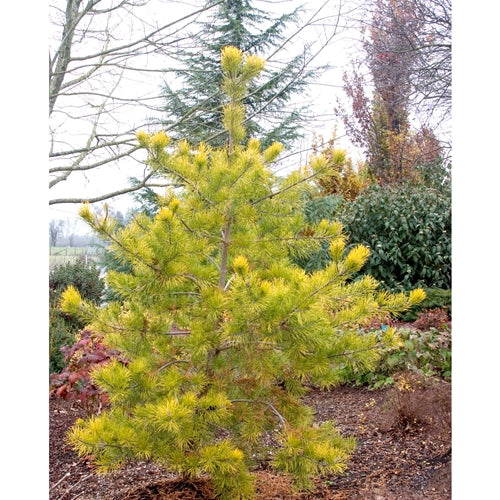 Pinus v. 'Wates Golden'