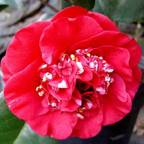 Camellia jap. 'April Tryst' (red)