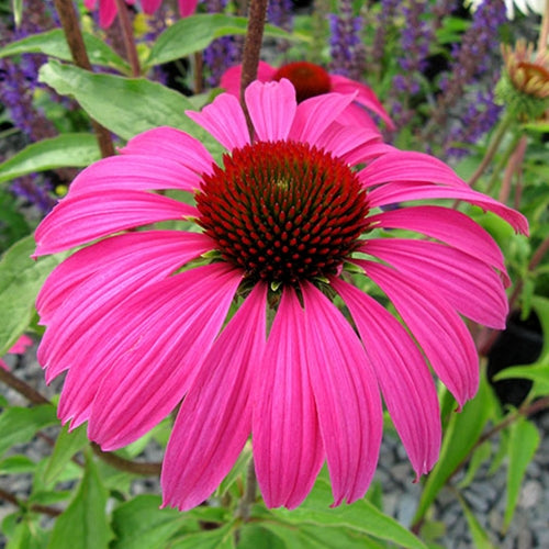 Echinacea p. 'Ruby Star' (purple)