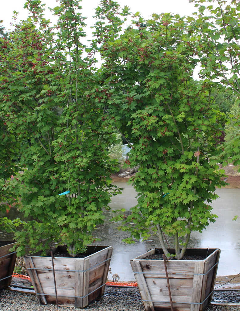 Acer circinatum, Clump (nursery grown) (CG)