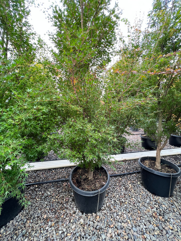 Acer palmatum 'Okushimo' (CG)