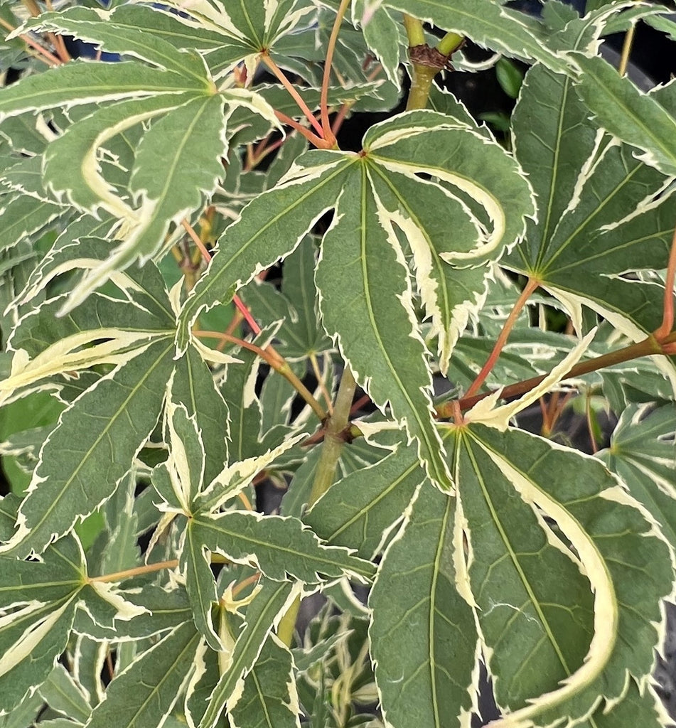 Acer palmatum 'Butterfly' (CG)