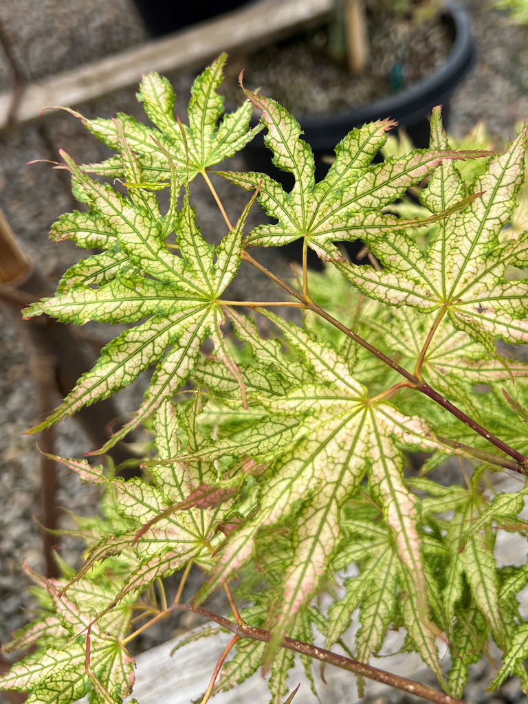 Acer palmatum 'First Ghost' (BBP)