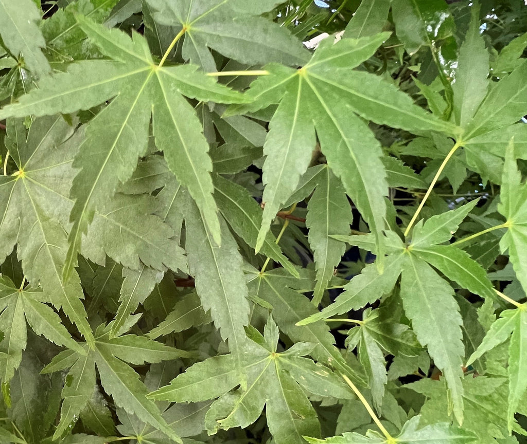 Acer palmatum 'Kagiri Nishiki' (CG)