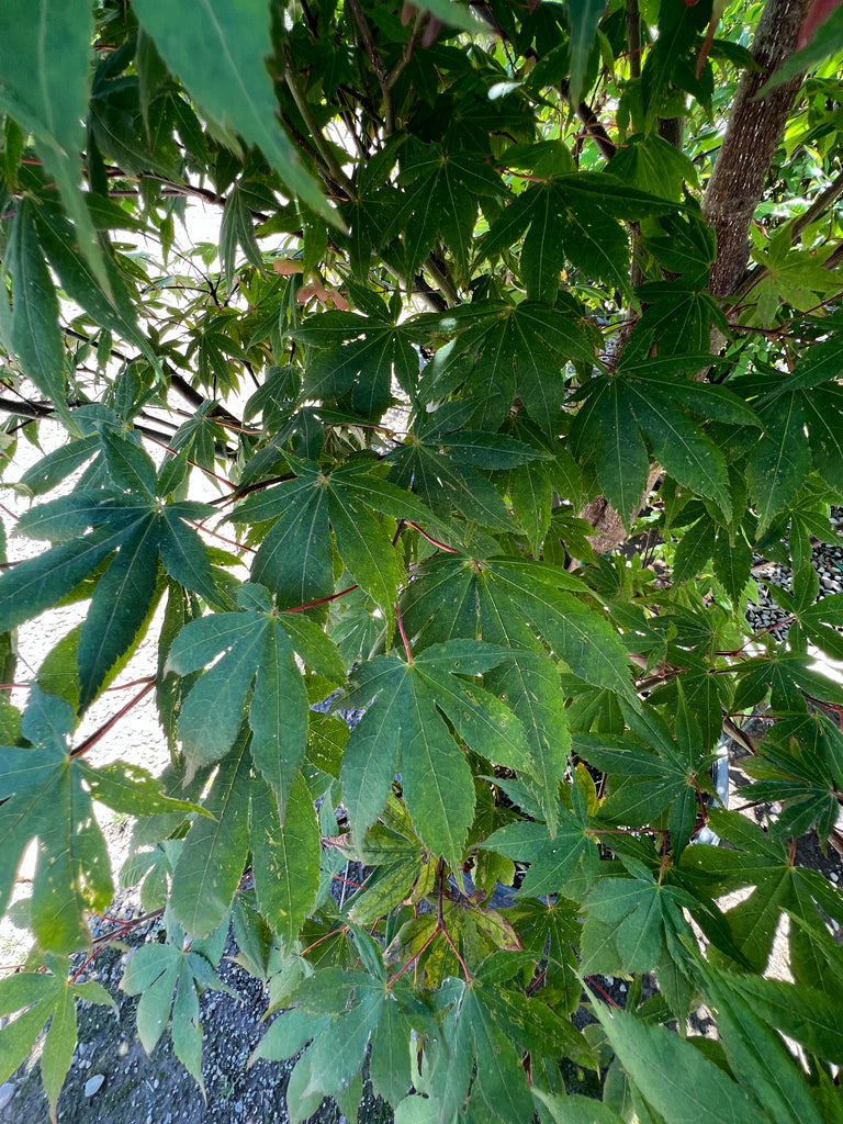 Acer palmatum 'Korean Gem' (CG)