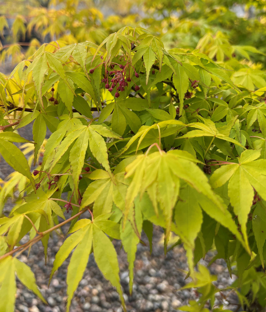 Acer palmatum 'Mizu Beni' (BBP)