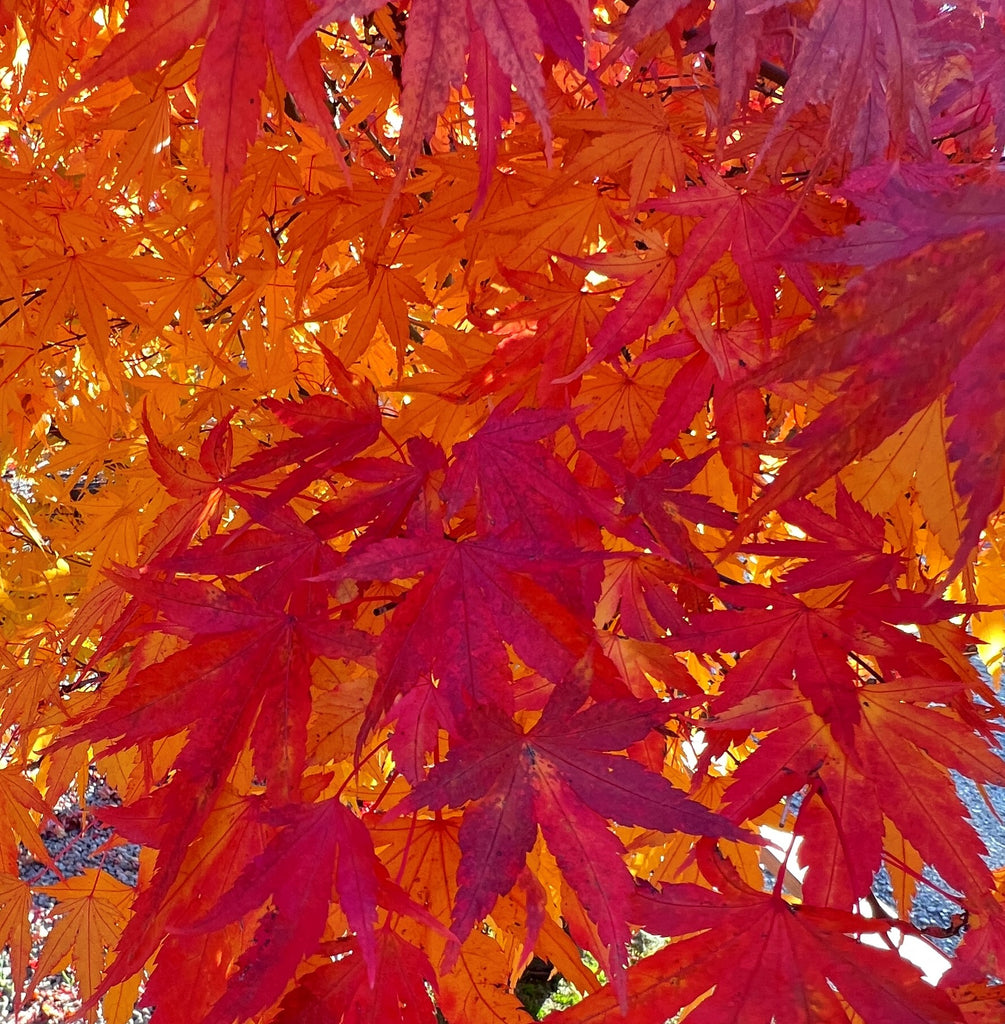 Acer palmatum 'Nishiki gawa'