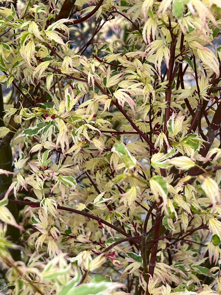 Acer palmatum 'Okukuji nishiki' (BBP)