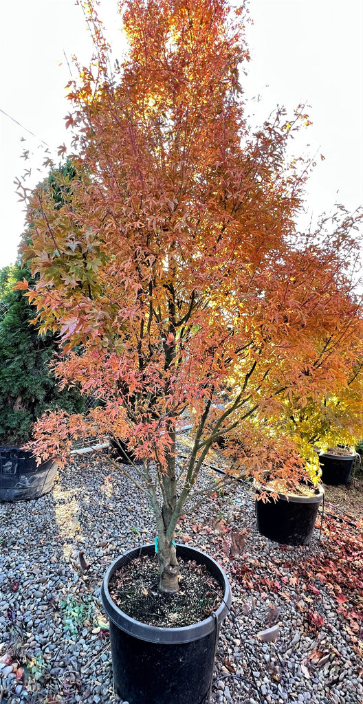 Acer palmatum 'Tennyo no hoshi' (CG)