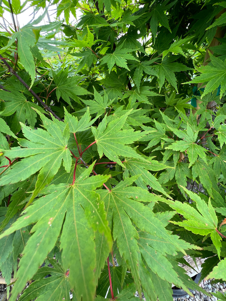 Acer palmatum 'Tobiosho' (BBP)