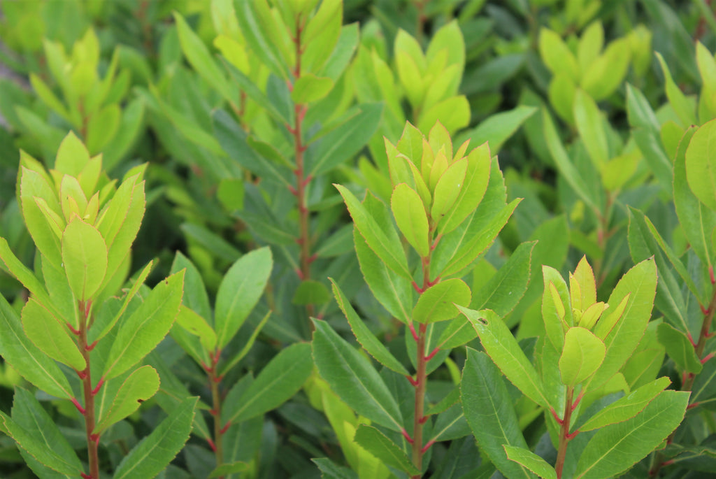 Arbutus unedo 'Compacta'