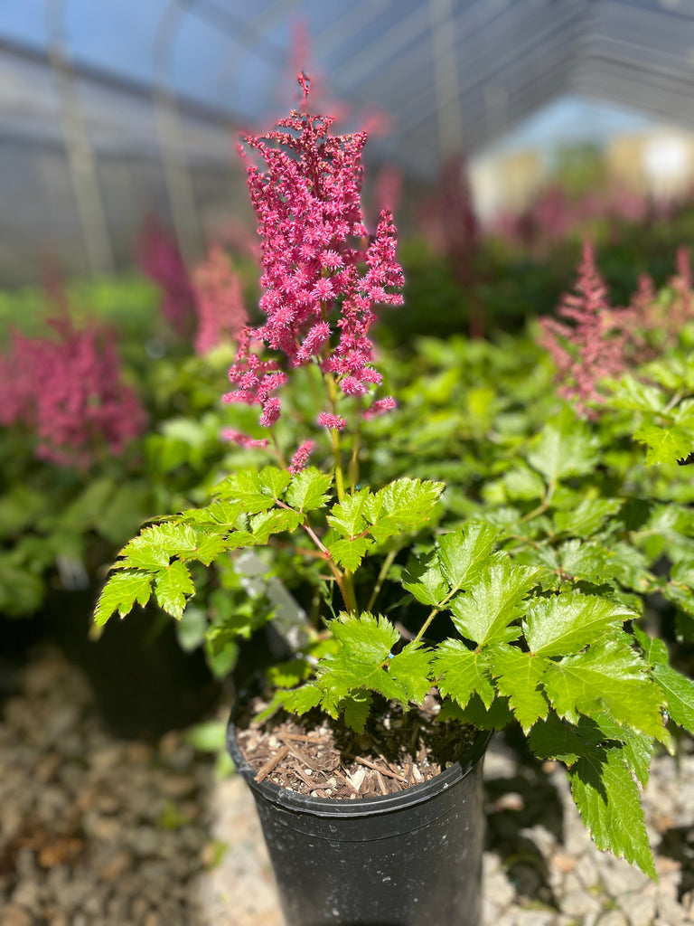 Astilbe c. 'Little Visions in Pink' PP21886 (pink)