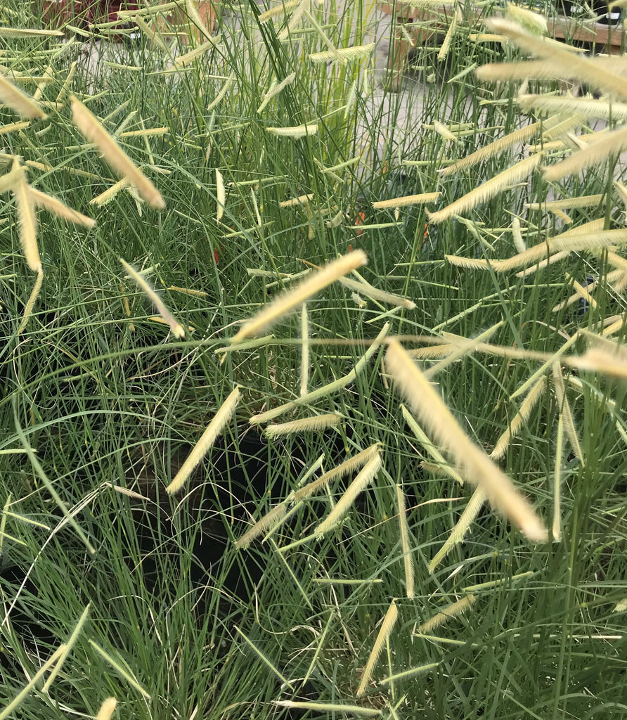 Grass, Bouteloua gracilis 'Blonde Ambition'