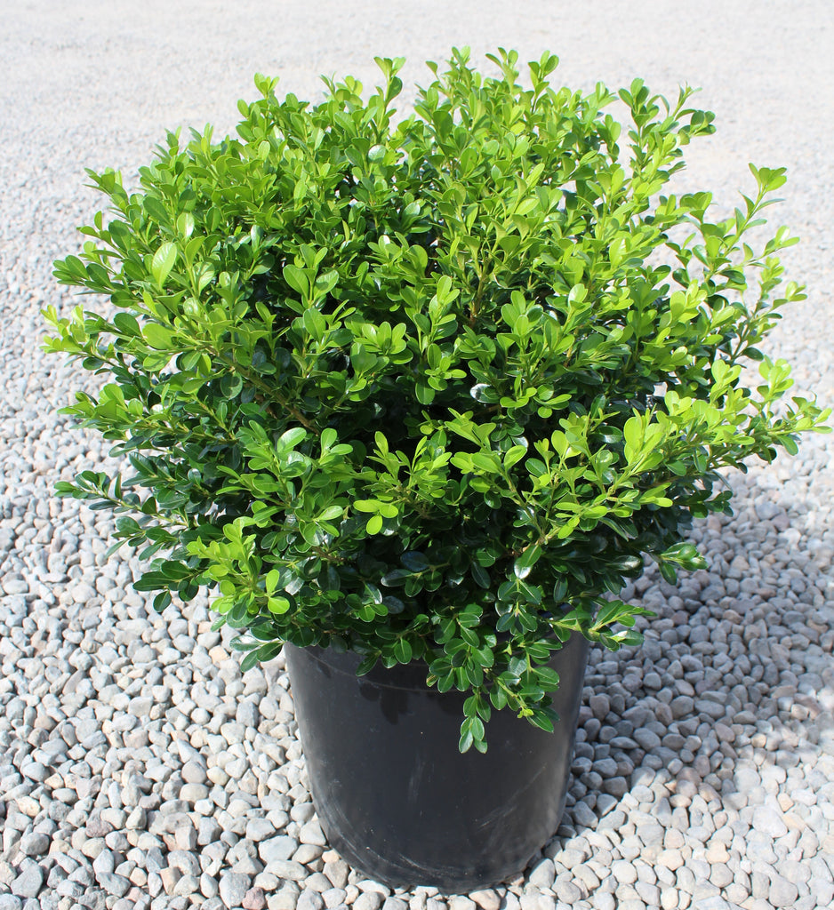 Buxus x 'Green Beauty'