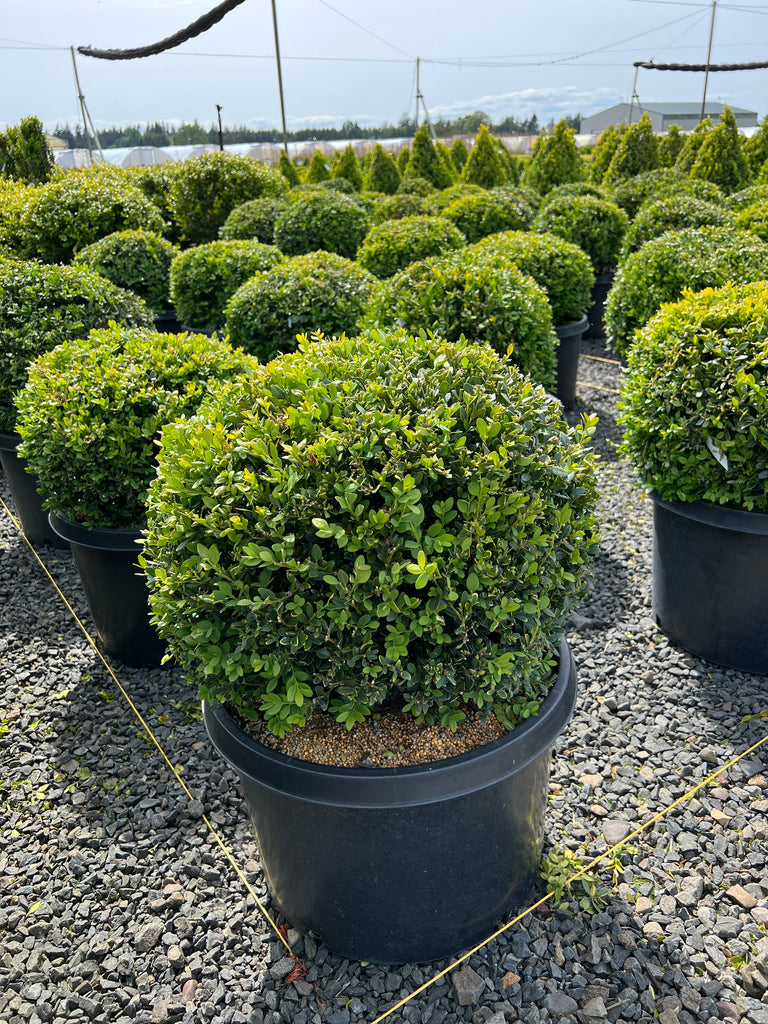 Buxus x 'Green Velvet', Globe (CG)