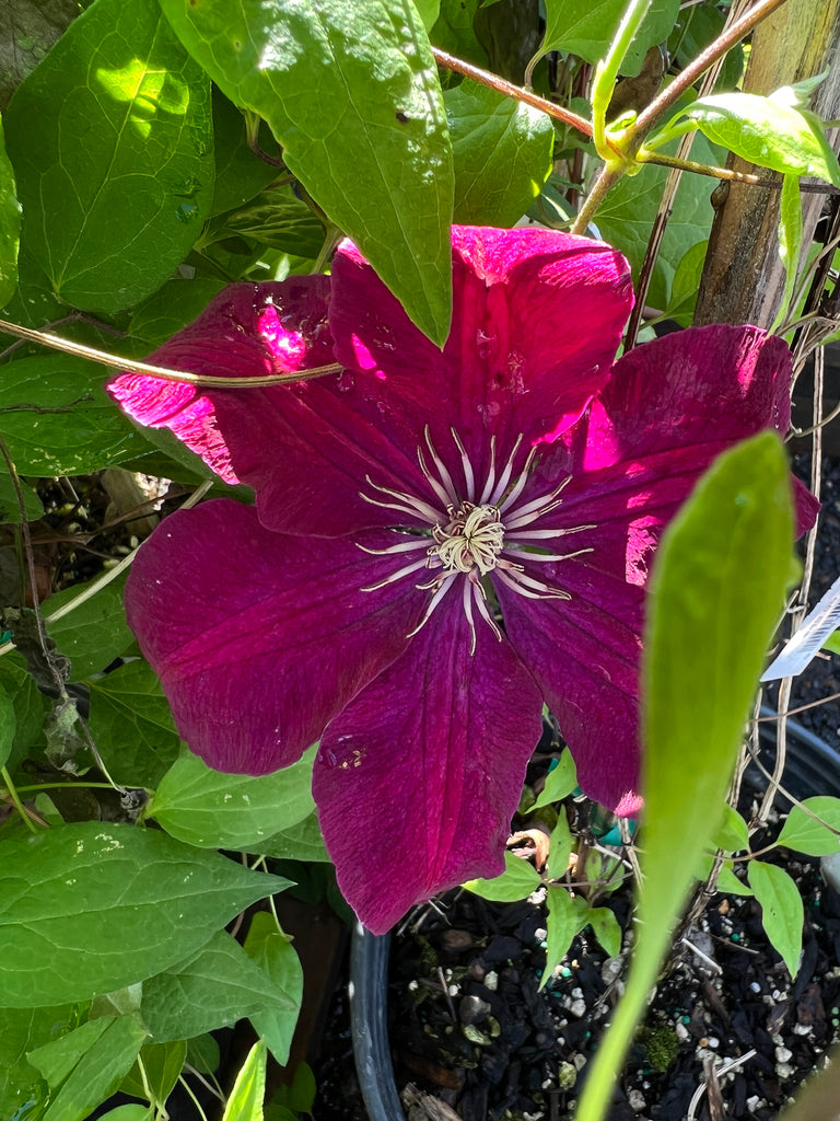 Clematis 'Rouge Cardinal' (red)