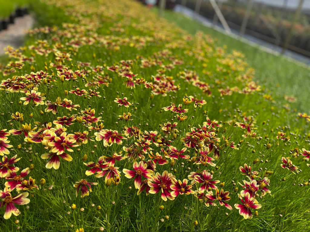 Coreopsis HONEYBUNCH™ Red & Gold PP28571 (red/yellow)