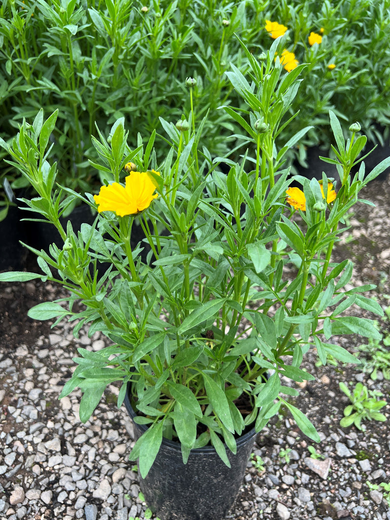 Coreopsis LI'L BANG™ 'Goldilocks' (yellow)