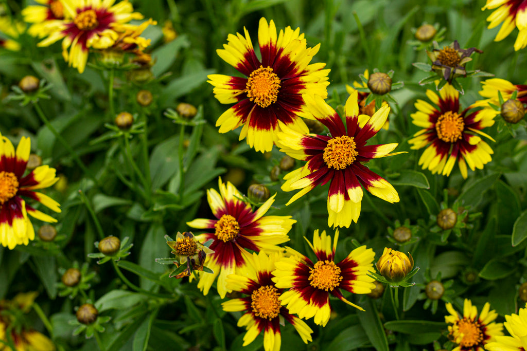 Coreopsis UPTICK™ Yellow & Red PP28865 (yellow/red)