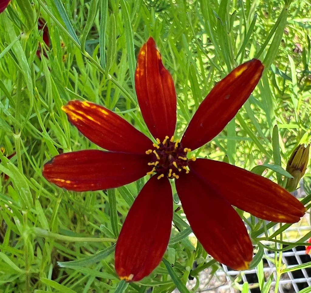 Coreopsis 'Ladybird' PP27362 (red/yellow)