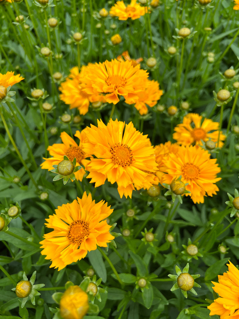 Coreopsis g. 'Jethro Tull' PP18789 (double gold)