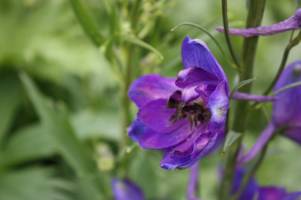 Delphinium 'Magic Fountains Dark Blue'