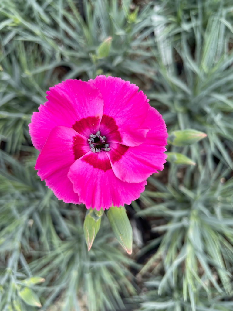 Dianthus AMERICAN PIE™ Bumbleberry PPAF (rose pink)