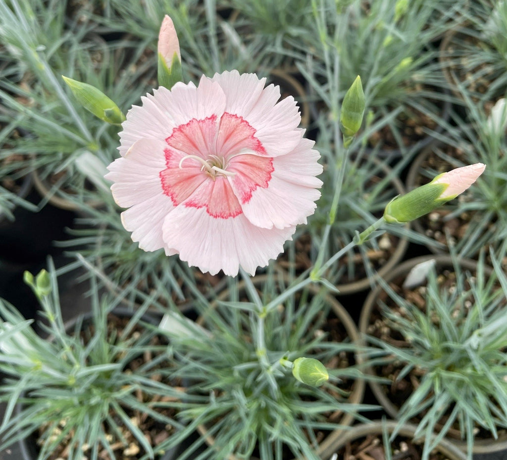 Dianthus AMERICAN PIE™ Georgia Peach PPAF (blush pink and coral)