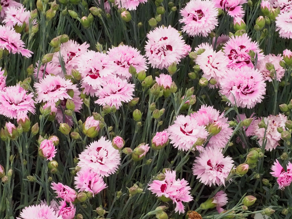 Dianthus EARLY BIRDS™ Fizzy PP21394 (double pink)