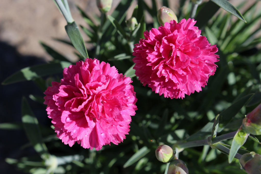 Dianthus EARLY BIRDS™ 'Sherbet' PP21418 (pink)
