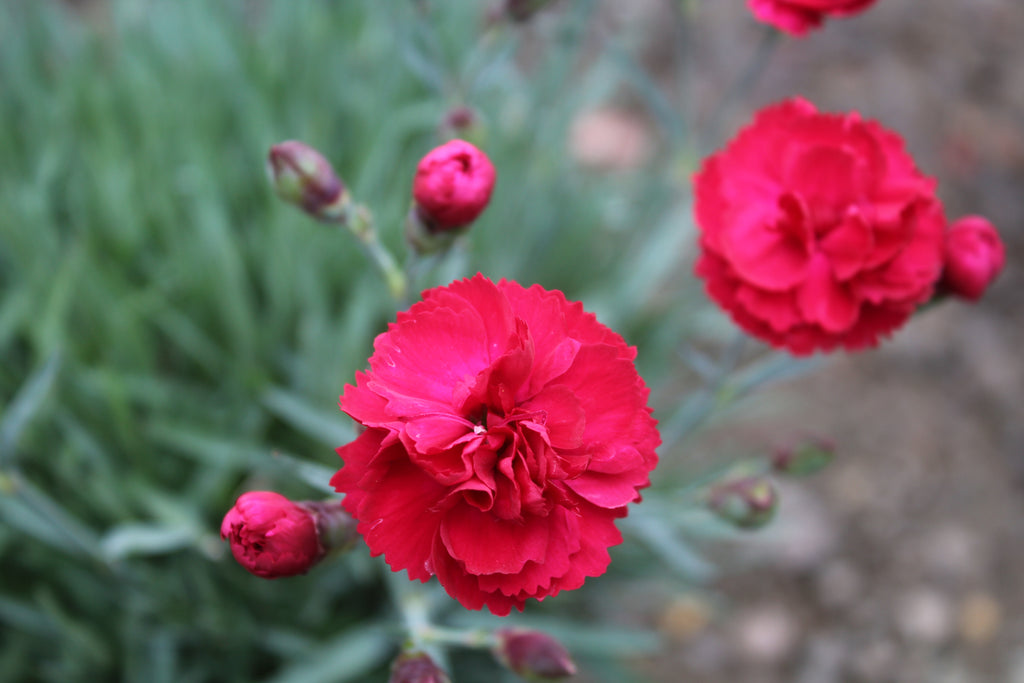 Dianthus EARLY BIRD™ Radiance PP21418 (red)