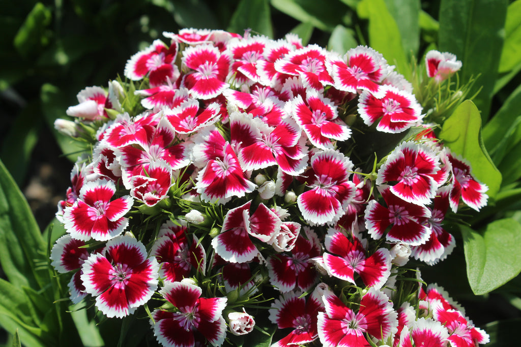 Dianthus barbatus BARBARINI™ 'Red Picotee' (red and white)