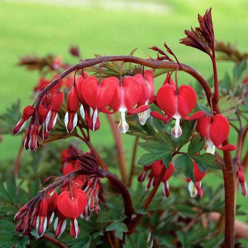 Dicentra s. 'Valentine' PP22739 (red/white)