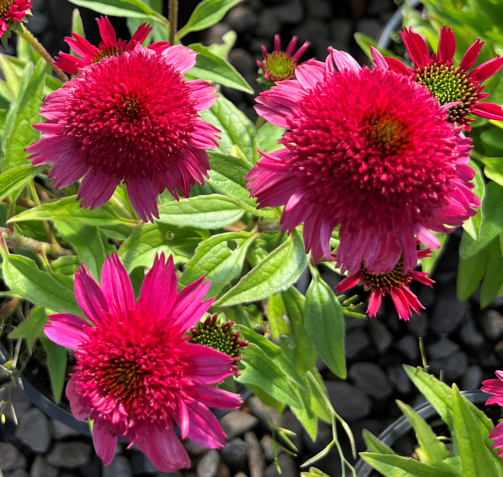 Echinacea SUNNY DAYS™ 'Ruby' PPAF (red)