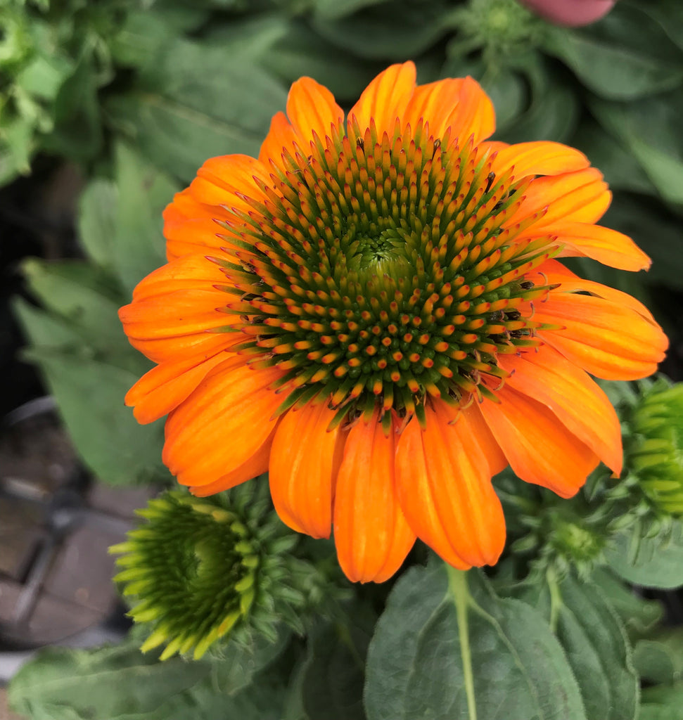 Echinacea p. SOMBRERO® 'Adobe Orange' PP26639 (orange)