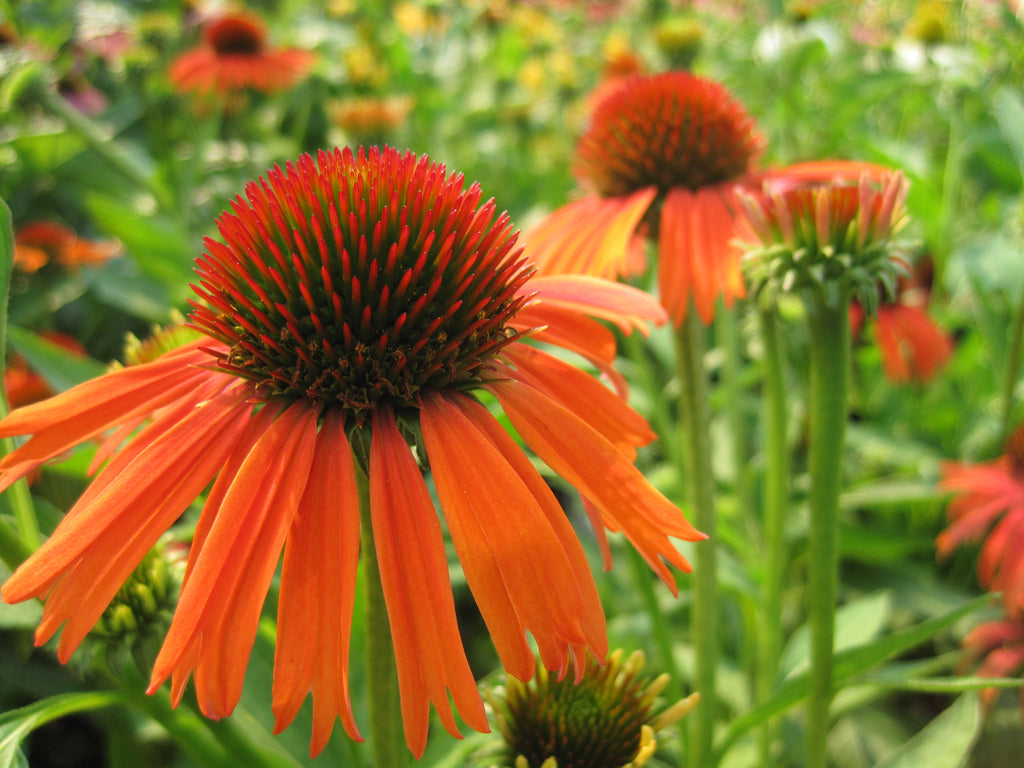 Echinacea p. BUTTERFLY™ 'Orange Skipper' (orange)