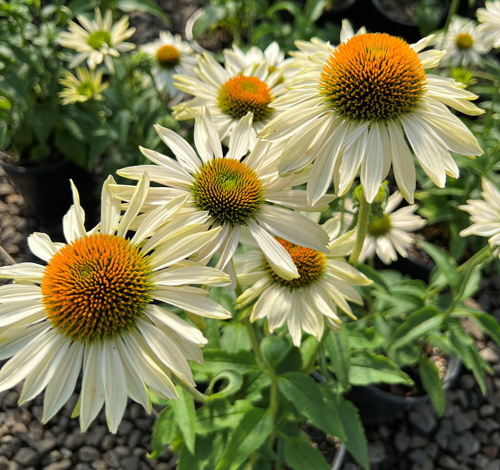 Echinacea p. PRAIRIE PILLARS 'Fragrant Angel' PP16054 (white)