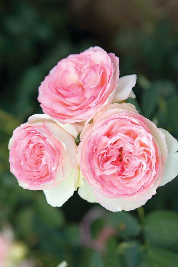 Rosa climb. EDEN CLIMBER® (cream/pink)