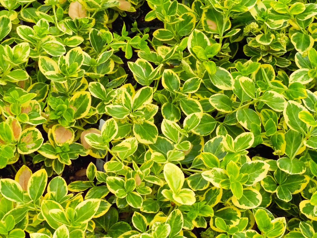 Euonymus f. 'Canadale Gold' (COPF)