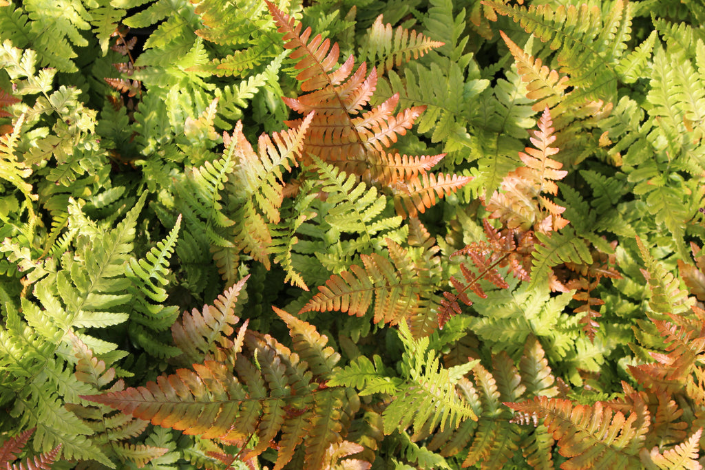 Fern, Dryopteris erythrosora - Autumn Brilliance