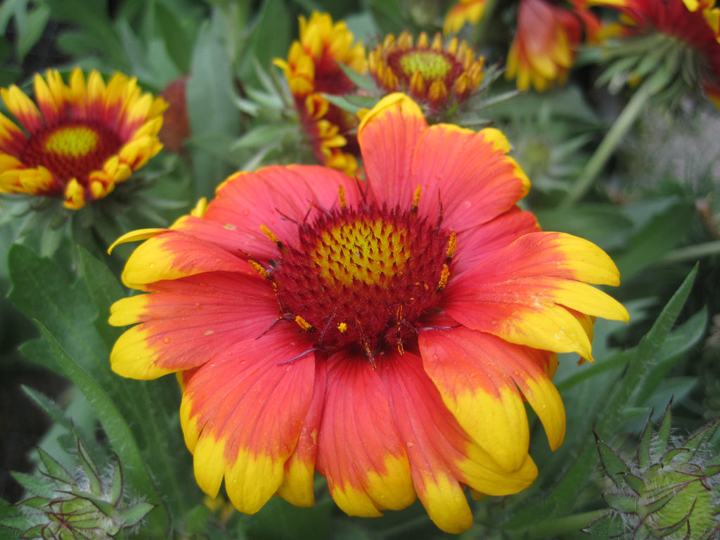 Gaillardia 'Goblin'