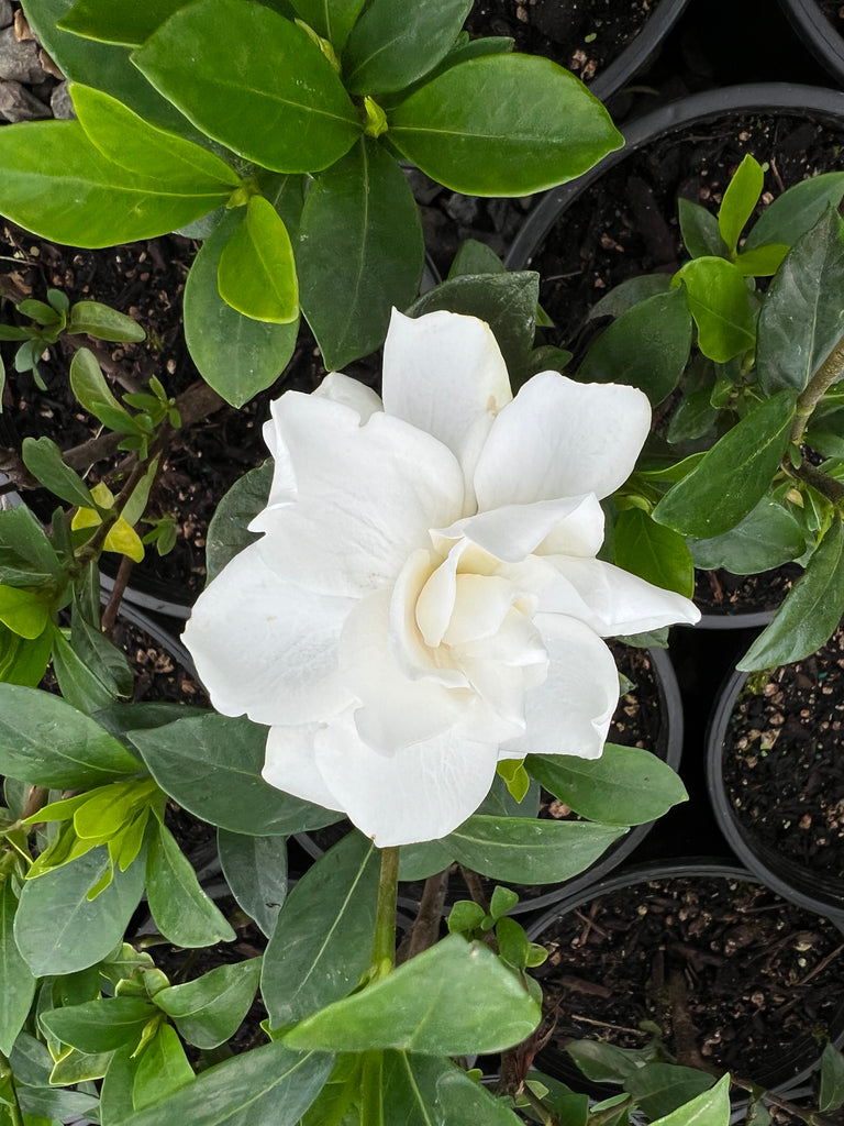 Gardenia jasminoides Jubilation™ PP21983