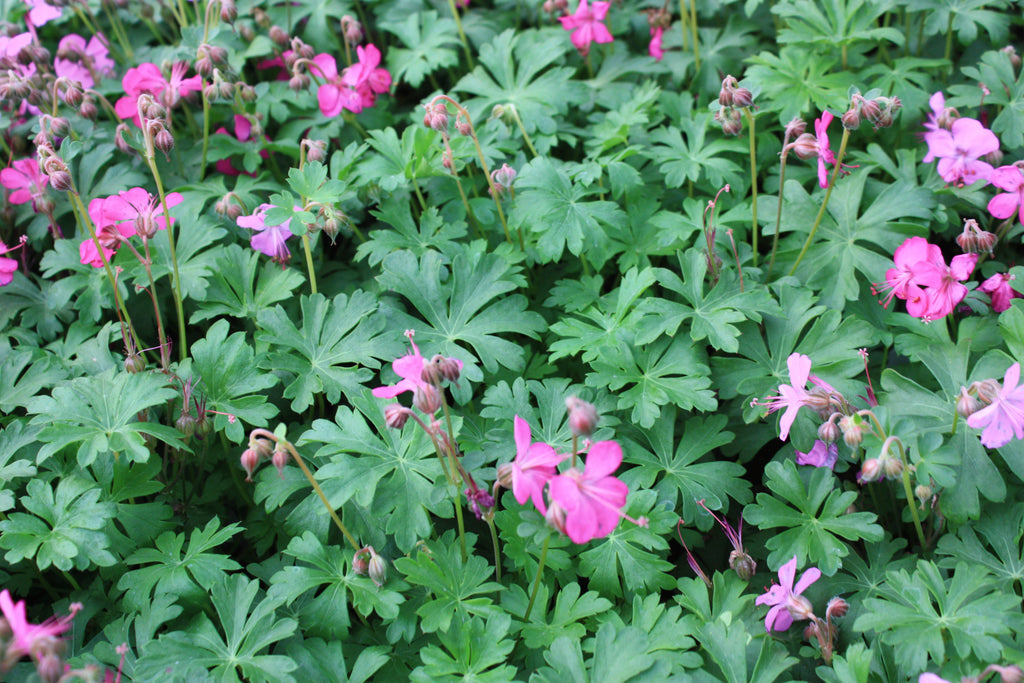 Geranium x 'Crystal Rose' PP20809 (magenta)