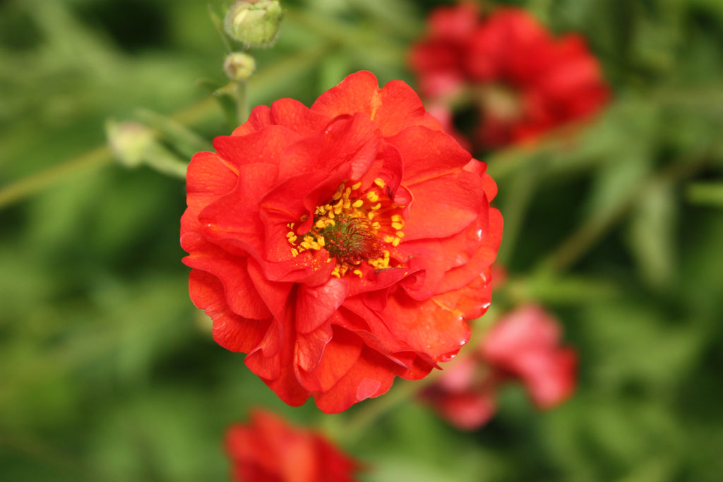 Geum 'Blazing Sunset' (red orange)