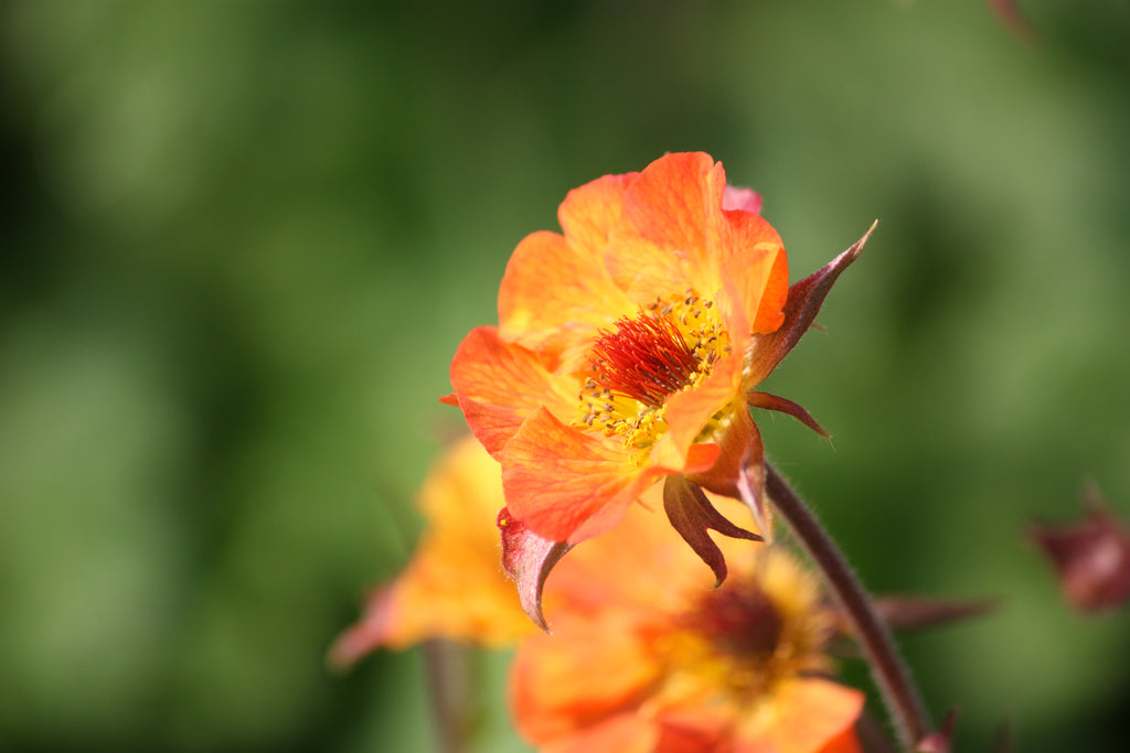 Geum 'Mango Lassi' (orange)