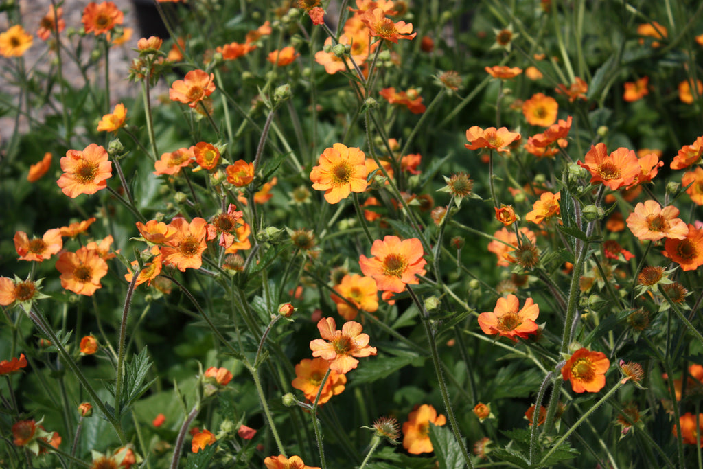 Geum 'Totally Tangerine' (orange)